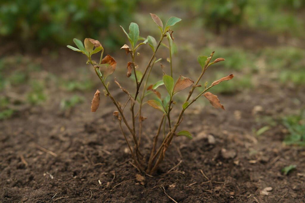 Sadzenie borówki w gruncie – najczęstsze błędy