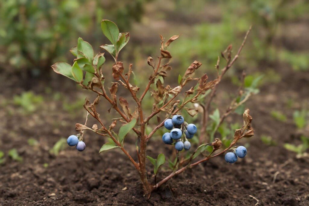 Borówka amerykańska a przymrozki wiosenne