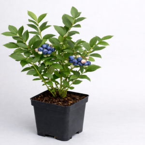 Borówka amerykańska Bluegold (sadzonka 2-letnia)